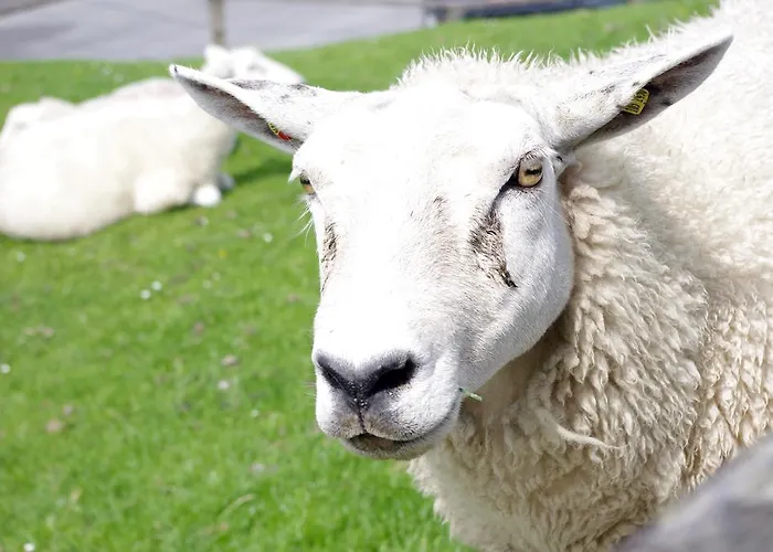 Wiesenblick Appartement Pellworm